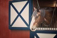 Patriotic Pony I Fine Art Print