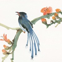 Formosan Blue Magpie Fine Art Print