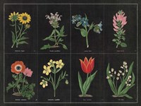Botanical on Black Chart I Framed Print