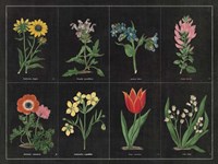 Botanical on Black Chart I Fine Art Print