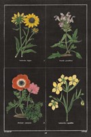 Botanical on Black Chart II Fine Art Print