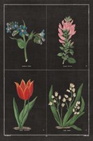 Botanical on Black Chart III Fine Art Print