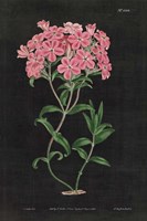 Botanical on Black Chart VI Fine Art Print