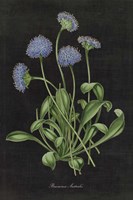 Botanical on Black Chart VII Fine Art Print