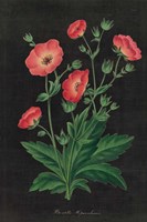 Botanical on Black Chart XII Fine Art Print