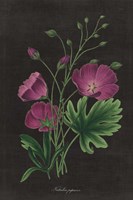 Botanical on Black Chart XIII Fine Art Print