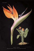 Strelitzia Reginoe on Black Fine Art Print