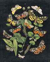 Butterfly Bouquet on Black IV Fine Art Print