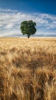 Lone Tree in Wheat Field Fine Art Print