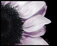 Hints of Lavender Fine Art Print