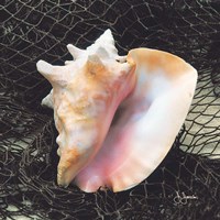 Conch with Net Fine Art Print
