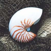 Nautilus with Net Fine Art Print