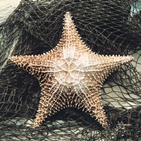 Starfish with Net Fine Art Print