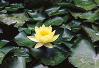 Water Lilly Fine Art Print