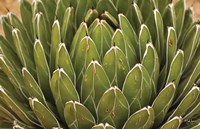 Hens and Chickens Fine Art Print