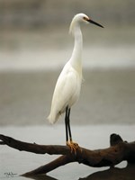 Egret Fine Art Print
