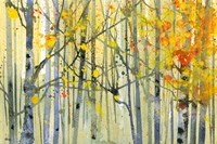 Autumn Birches Fine Art Print