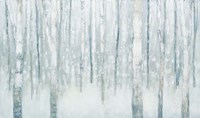 Birches in Winter Blue Gray Fine Art Print