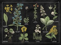 Botanical Floral Chart I Black and White Framed Print