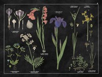 Botanical Floral Chart II Black and White Framed Print