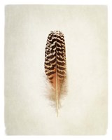 Feather I Fine Art Print