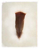 Feather III Fine Art Print