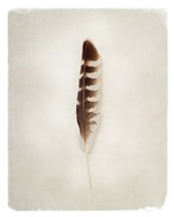 Feather IV Framed Print