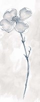 Solitary Dogwood III Gray Fine Art Print
