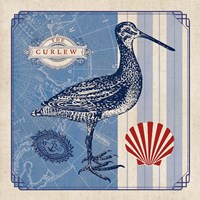 Sea Bird III Fine Art Print