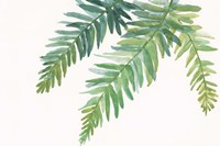 Ferns I Square Fine Art Print