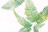 Ferns I Square Fine Art Print