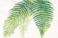 Ferns III Square Fine Art Print