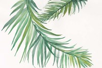 Ferns IV Square Fine Art Print