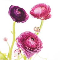 Spring Ranunculus I Fine Art Print