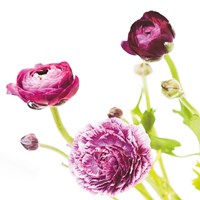 Spring Ranunculus II Fine Art Print