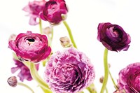 Spring Ranunculus IV Fine Art Print