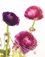 Spring Ranunculus V Fine Art Print