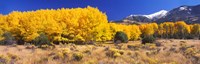 Golden Aspen Trees, Colorado Fine Art Print