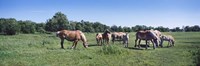 Belgium horses in a Minnesota field Fine Art Print