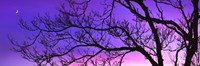 Tree at Dusk, Purple Sky Fine Art Print