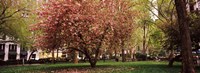 Cherry blossom in  Madison Square Park, New York Fine Art Print