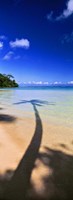 Palm Tree Shadow, Tahiti, French Polynesia Fine Art Print