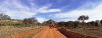 Elephant in Tsavo East National Park, Kenya Fine Art Print