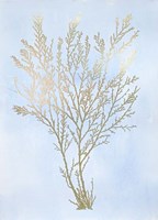 Gold Foil Algae I on Blue - Metallic Foil Framed Print