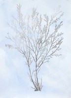 Silver Foil Algae I on Blue - Metallic Foil Framed Print