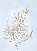 Gold Foil Algae II on Blue - Metallic Foil Framed Print