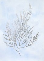 Silver Foil Algae II on Blue - Metallic Foil Framed Print