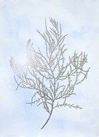 Silver Foil Algae III on Blue - Metallic Foil Framed Print