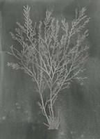 Silver Foil Algae I on Black - Metallic Foil Framed Print