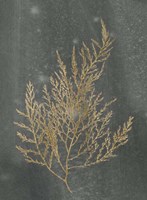 Gold Foil Algae II on Black - Metallic Foil Framed Print